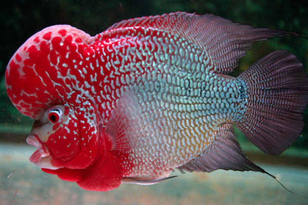 flower horn fish olx