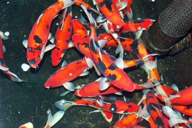 Colorful Japanese Koi Fish | Dafrak Pets Line